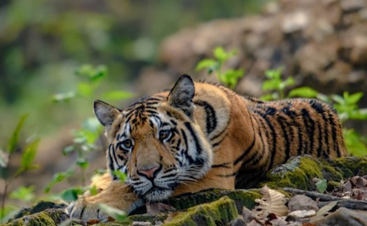 Latest and Breaking News on NDTV