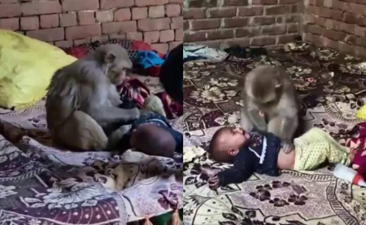 VIDEO: 3 महीने की बच्ची को लेकर डेढ़ घंटे बैठा रहा बंदर, घरवालों ने कुछ यूं किया रेस्क्यू