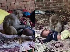 VIDEO: 3 महीने की बच्ची को लेकर 1.5 घंटे बैठी रही बंदरिया, खूब किया दुलार, जो बीच में आया उसे काटा