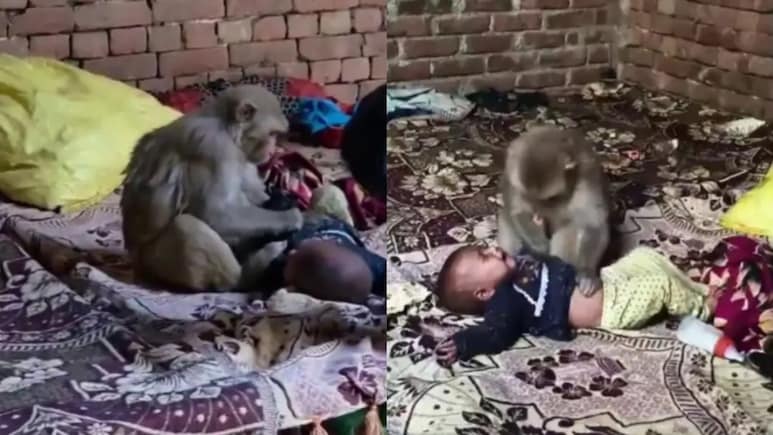 VIDEO: 3 महीने की बच्ची को लेकर डेढ़ घंटे बैठा रहा बंदर, घरवालों ने कुछ यूं किया रेस्क्यू