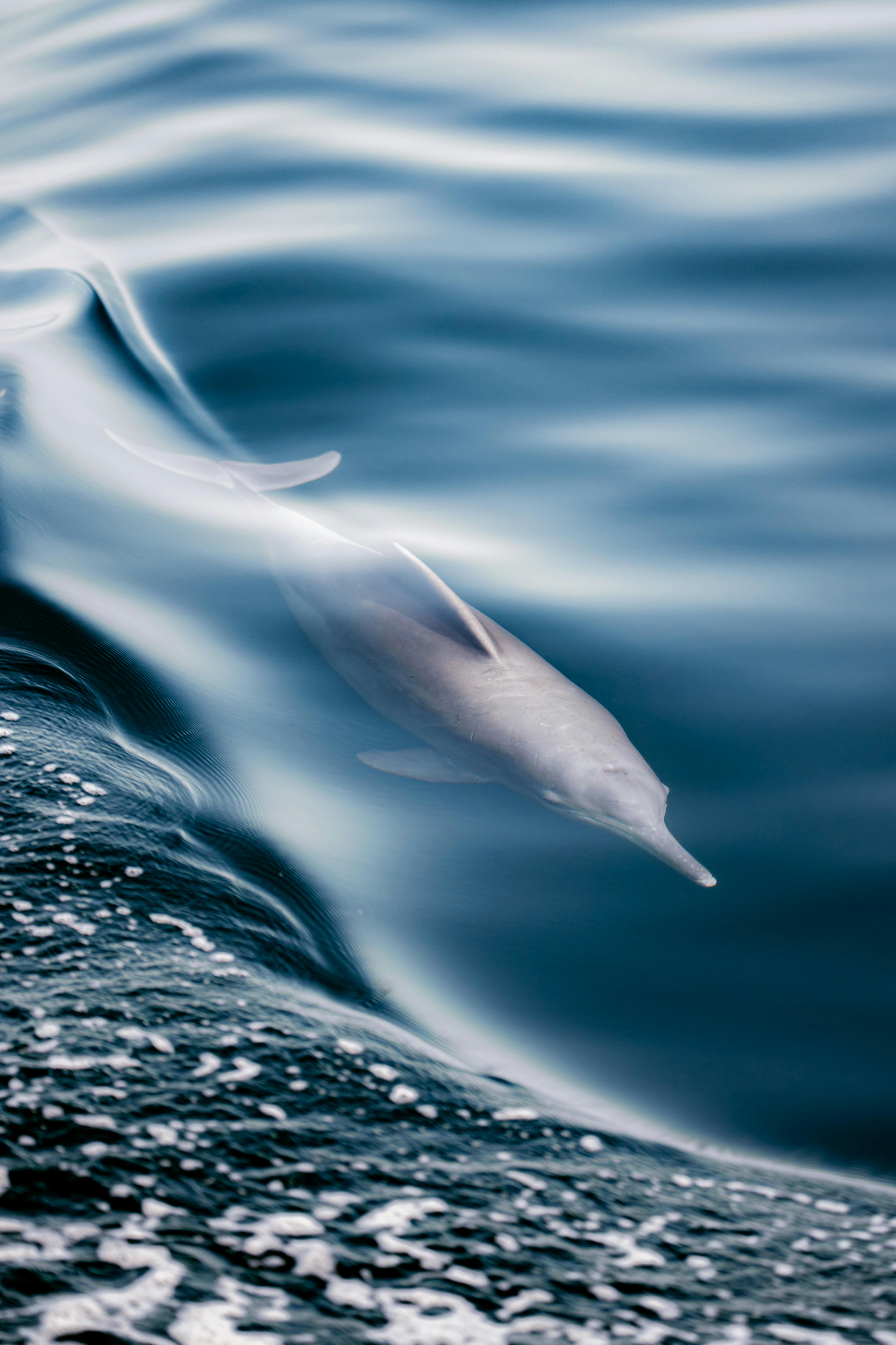 Dolphin swimming in Musandam waters. Photo: Unsplash