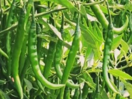 हरी मिर्च ने बदल दी किस्मत, शिवपुरी के किसान 300 बीघा में उगा रहे, यहीं गांव की पहचान