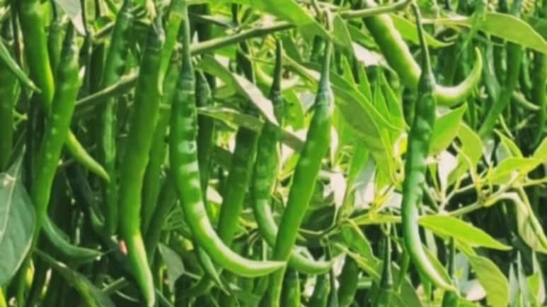 हरी मिर्च ने बदल दी किस्मत, शिवपुरी के किसान 300 बीघा में उगा रहे, यहीं गांव की पहचान