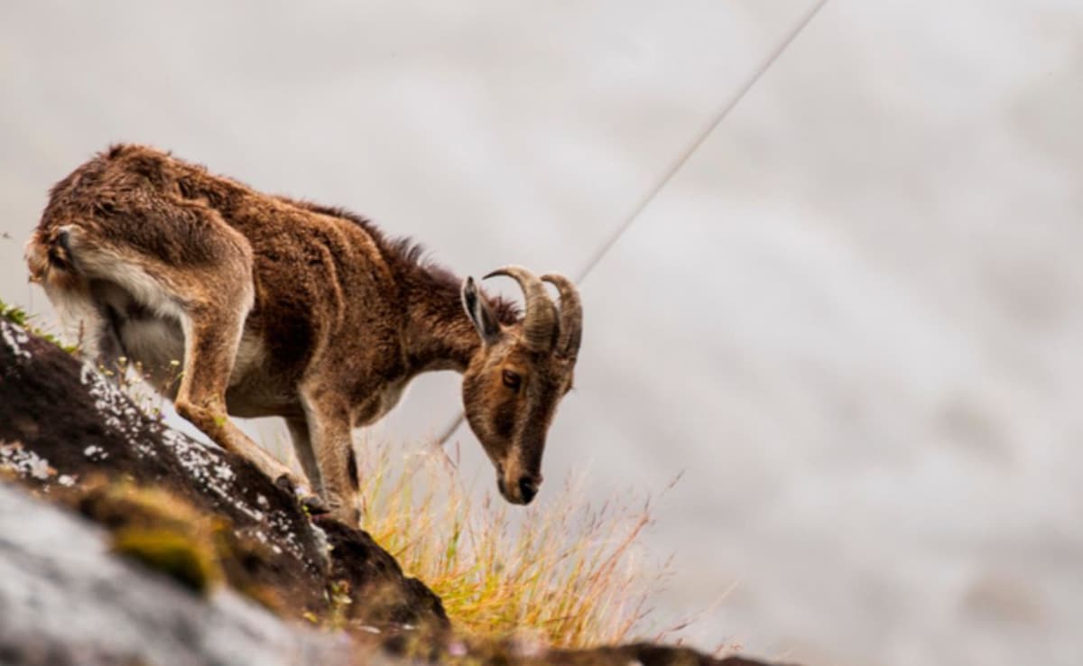 The national park is officially open for wildlife enthusiasts.