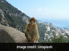 Monkeys In Gibraltar Eat Soil To Digest Junk Food Fed By Humans