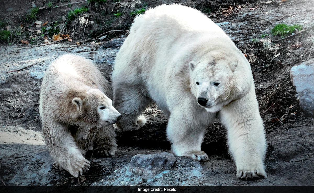 Endangered Polar Bears At Risk As US Pushes Alaska Drilling Project