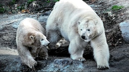 Why Polar Bears Approach Human Infrastructure? It's All About Ice