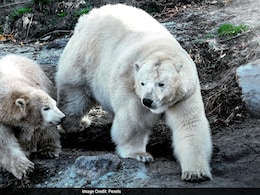 Why Polar Bears Approach Human Infrastructure? It's All About Ice