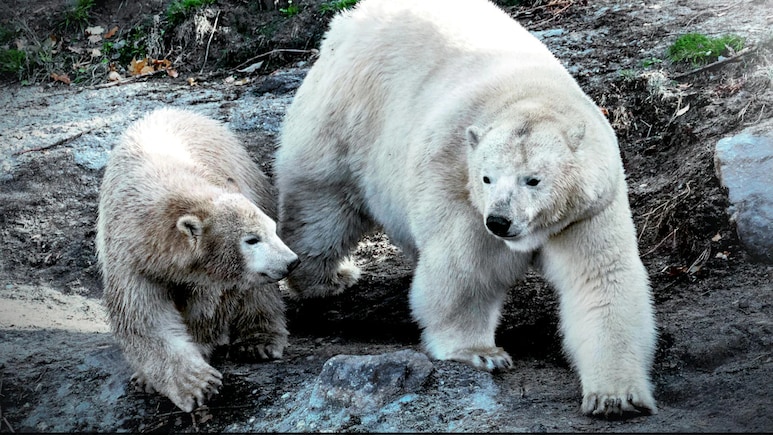 Why Polar Bears Approach Human Infrastructure? It's All About Ice
