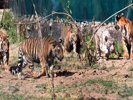 नाहरगढ़ में 'हम पांच' की मस्ती, रानी के 5 शावकों का पहला बर्थडे सेलिब्रेशन