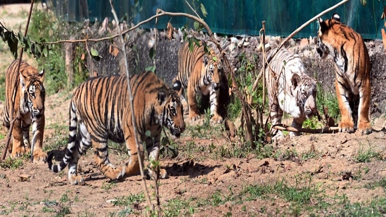 नाहरगढ़ में 'हम पांच' की मस्ती, रानी के 5 शावकों का पहला बर्थडे सेलिब्रेशन