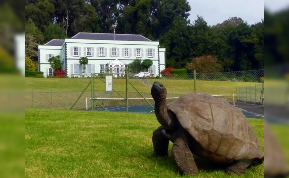 सदियों का गवाह...मिलिए दुनिया के सबसे उम्रदराज कछुए से, उम्र सुनकर चकरा जाएगा दिमाग!