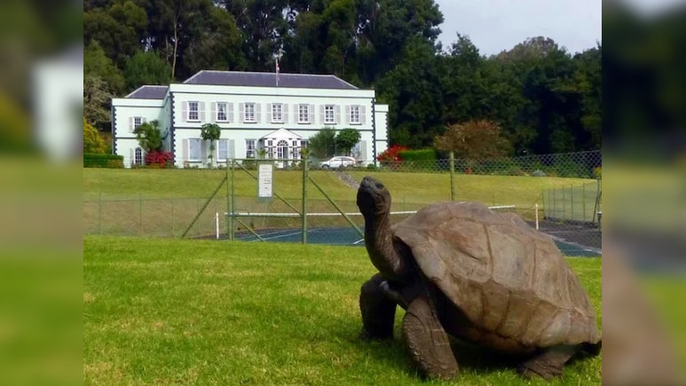 सदियों का गवाह...मिलिए दुनिया के सबसे उम्रदराज कछुए से, उम्र सुनकर चकरा जाएगा दिमाग!