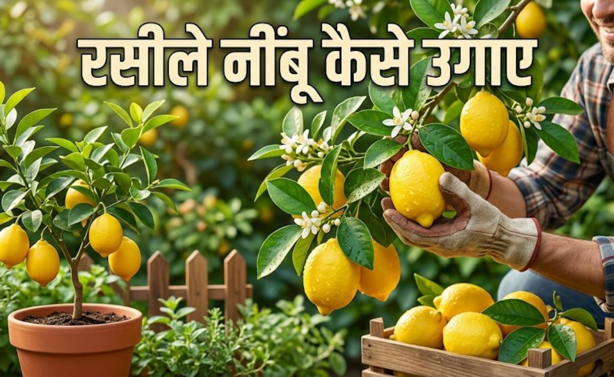 घर पर रसीले नींबू उगाने का देसी जुगाड़, बस करना होगा ये काम, फिर कभी नहीं होंगे निराश!