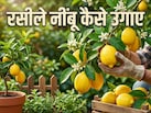 घर पर रसीले नींबू उगाने का देसी जुगाड़, बस करना होगा ये काम, फिर कभी नहीं होंगे निराश!