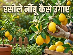 घर पर रसीले नींबू उगाने का देसी जुगाड़, बस करना होगा ये काम, फिर कभी नहीं होंगे निराश!