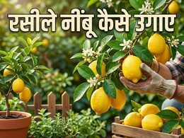 घर पर रसीले नींबू उगाने का देसी जुगाड़, बस करना होगा ये काम, फिर कभी नहीं होंगे निराश!
