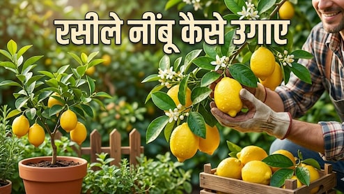 घर पर रसीले नींबू उगाने का देसी जुगाड़, बस करना होगा ये काम, फिर कभी नहीं होंगे निराश!