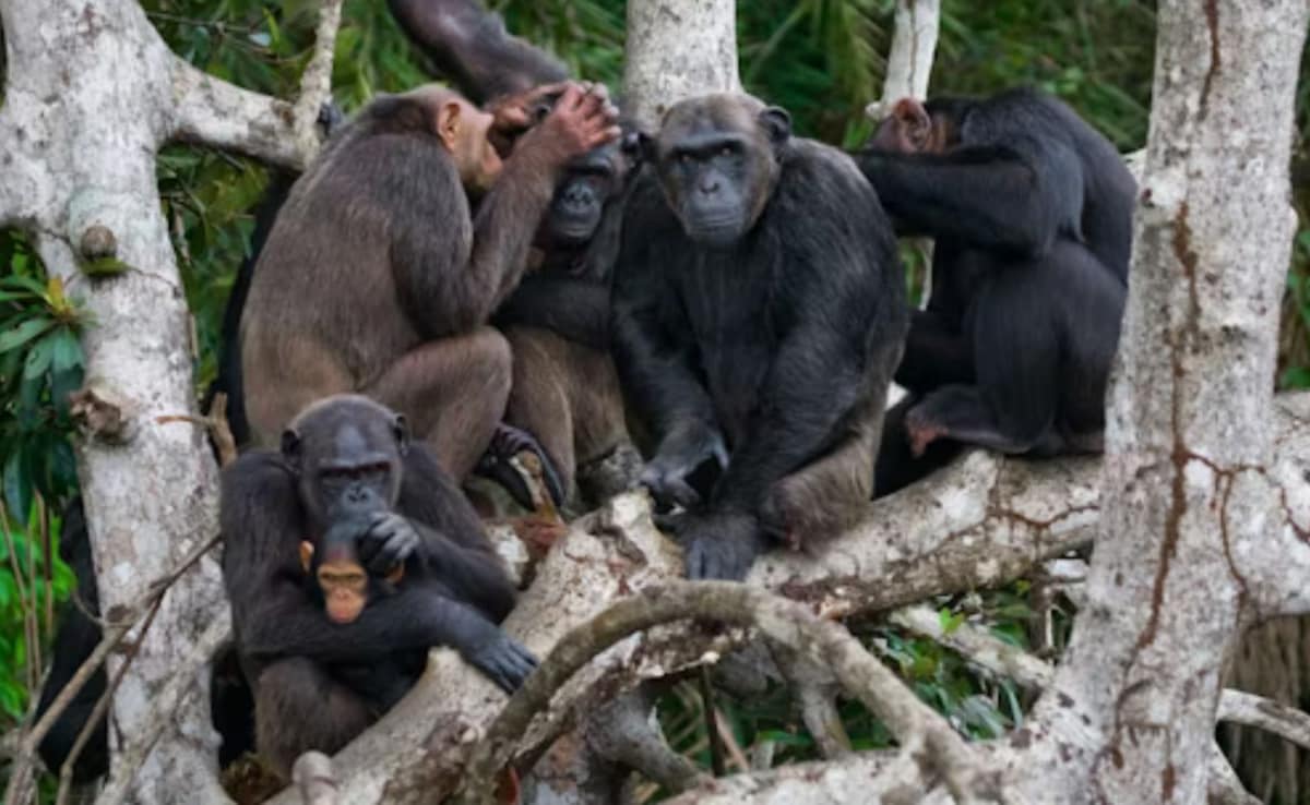 Violent Civil War Erupts Between 2 Groups Of Chimpanzees In Uganda