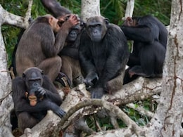 Violent Civil War Erupts Between 2 Groups Of Chimpanzees In Uganda