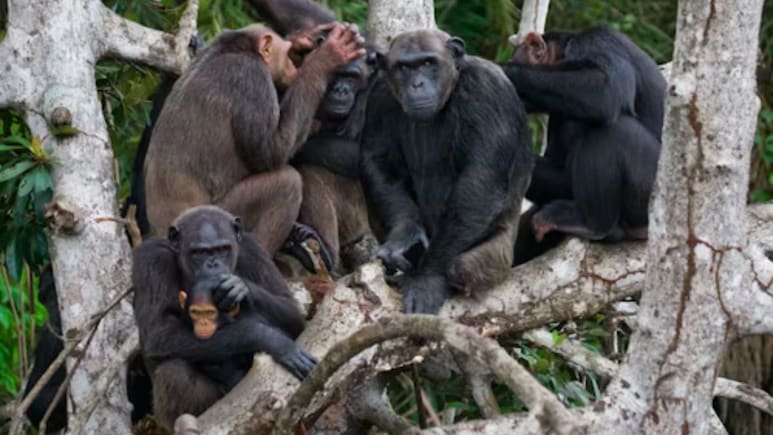 Violent Civil War Erupts Between 2 Groups Of Chimpanzees In Uganda