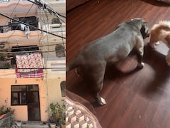 दिल्ली पुलिस भी रह गई दंग! 15 शिकारी कुत्तों वाले 'अभेद किले' में छिपी थी सोन‍िया, यूं चुराया ढाई करोड़ का सोना