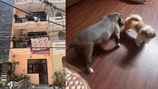 दिल्ली पुलिस भी रह गई दंग! 15 शिकारी कुत्तों वाले 'अभेद किले' में छिपी थी सोन&zwj;िया, यूं चुराया ढाई करोड़ का सोना