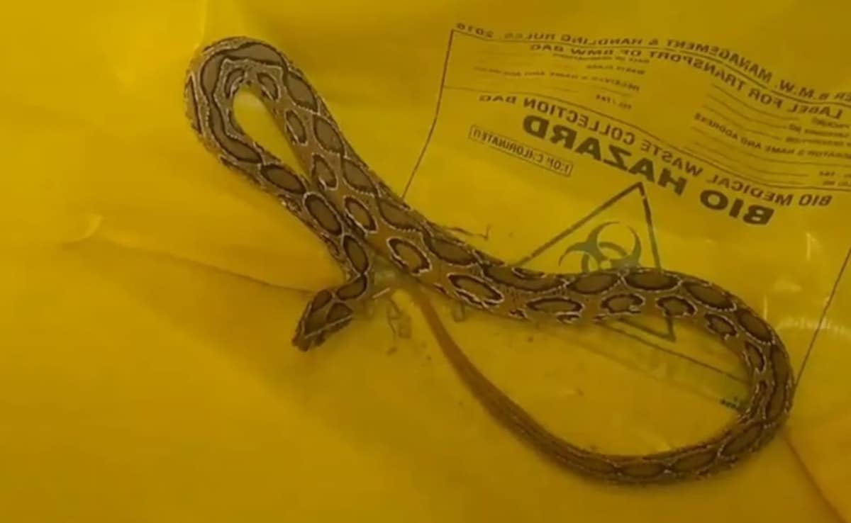 Bihar: महिला को खेत में डसा.... परिजन एशिया के सबसे जहरीले सांप को लेकर पहुंचे अस्पताल, वार्ड में मचा हड़कंप