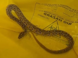 Bihar: महिला को खेत में डसा.... परिजन एशिया के सबसे जहरीले सांप को लेकर पहुंचे अस्पताल, वार्ड में मचा हड़कंप