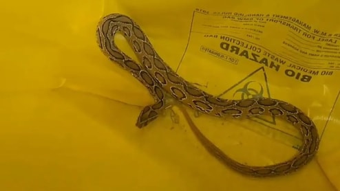 Bihar: महिला को खेत में डसा.... परिजन एशिया के सबसे जहरीले सांप को लेकर पहुंचे अस्पताल, वार्ड में मचा हड़कंप