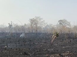 अमरकंटक के औषधीय वन में भीषण आग, 50 हेक्टेयर में 27 हजार से ज्यादा पौधे जलकर राख; वन विभाग की लापरवाही उजागर