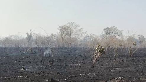 अमरकंटक के औषधीय वन में भीषण आग, 50 हेक्टेयर में 27 हजार से ज्यादा पौधे जलकर राख; वन विभाग की लापरवाही उजागर