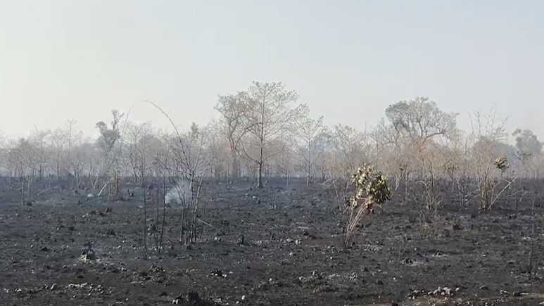अमरकंटक के औषधीय वन में भीषण आग, 50 हेक्टेयर में 27 हजार से ज्यादा पौधे जलकर राख; वन विभाग की लापरवाही उजागर
