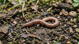 Rare 'Worm Sneezing' Case Of Greek Woman Sparks Questions On Hidden Parasitic Infections; What A Doctor Wants You To Know