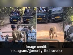 Video: Tiger Struggles For Space, 