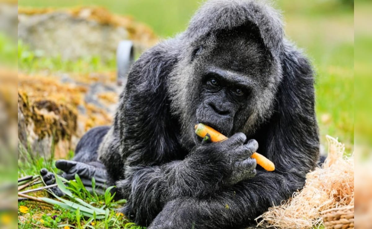 Latest and Breaking News on NDTV Latest and Breaking News on NDTV