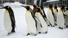 Climate Change Strips Island's Title Of Largest Penguin Colony: Study