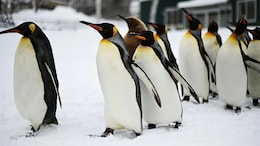 Climate Change Strips Island's Title Of Largest Penguin Colony: Study