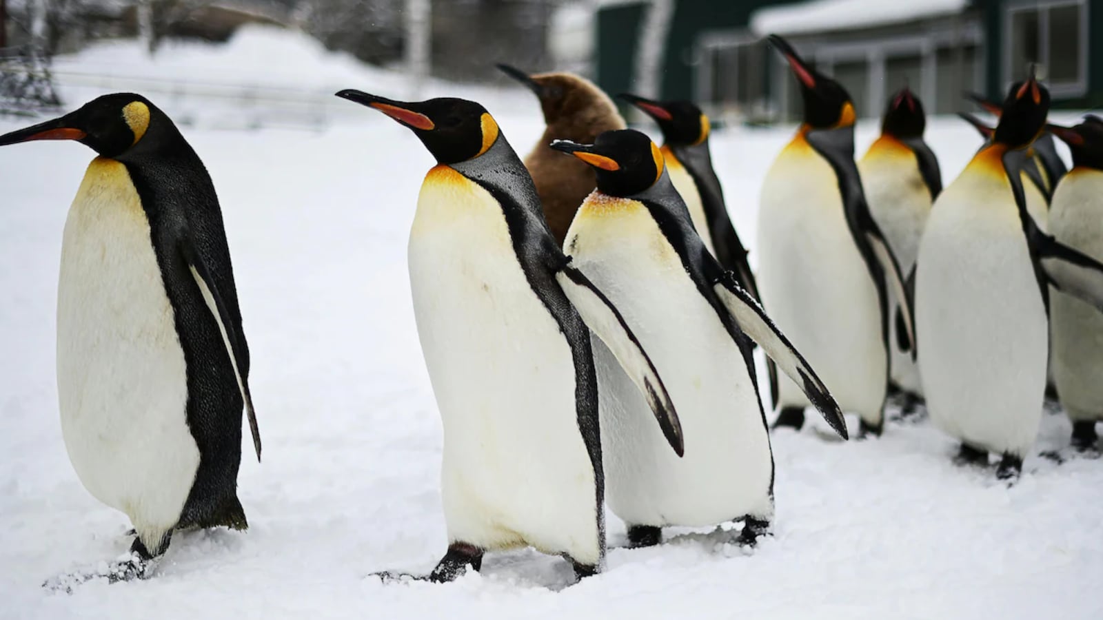Study Finds Significant Decline in Chinstrap Penguins on Antarctic Island