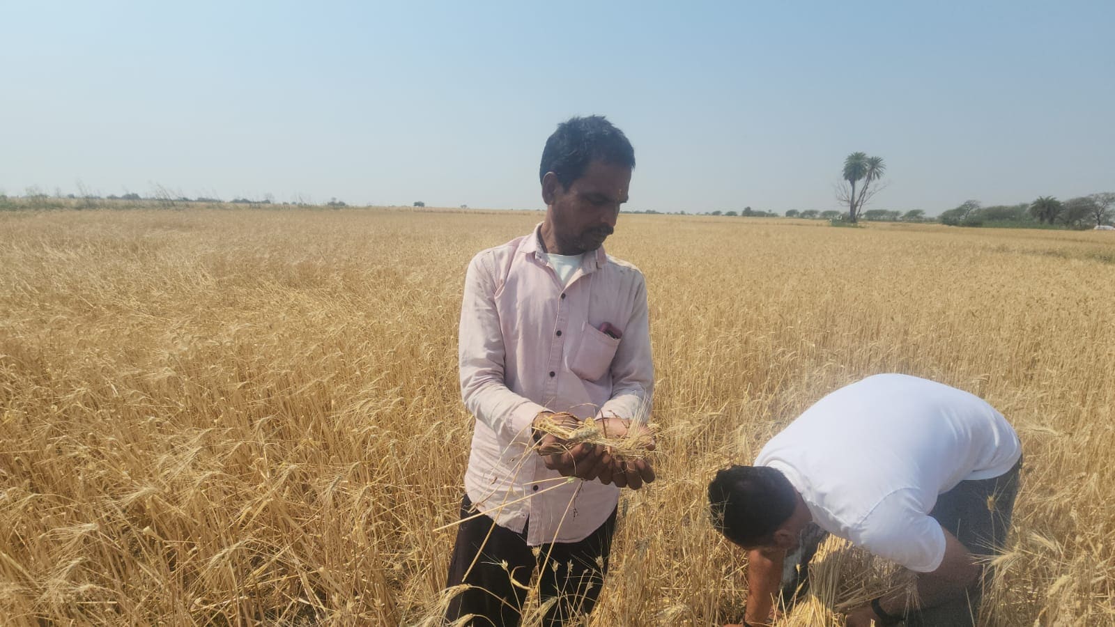 MP weather hailstorm destroys wheat crops vidisha farmers loss MP weather hailstorm destroys wheat crops vidisha farmers loss