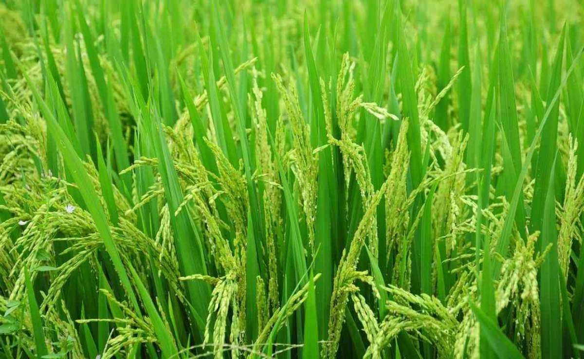 बिहार के लिए क्यों जरूरी है जलवायु-अनुकूल खेती, इसके रास्ते की बाधाएं क्या क्या हैं