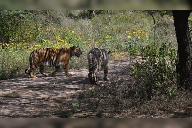  टाइगर सफारी