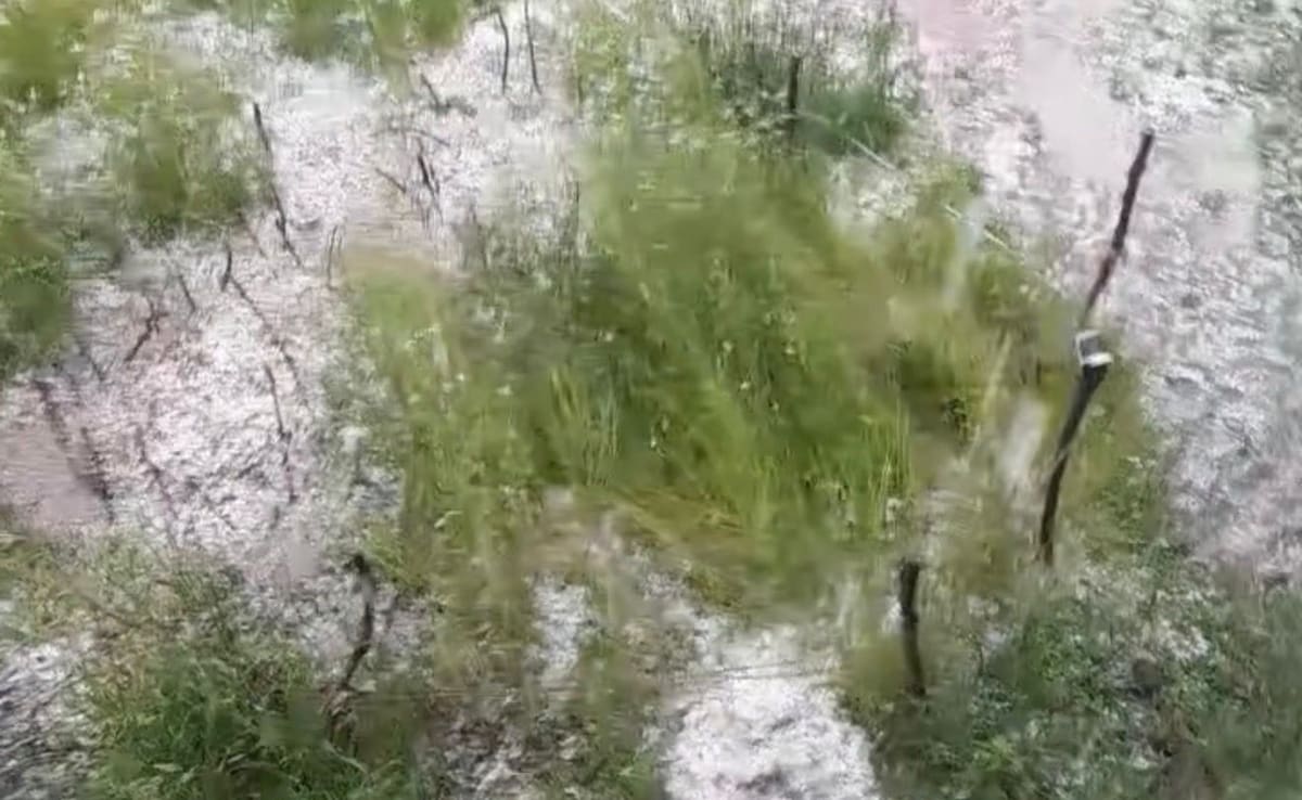 देश में गजब मौसम का हाल, मैदानों में गर्मी और पहाड़ों में ओले; कुल्लू में मुरझाई सेब की फसल