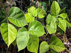 गर्मी में शरीर को अंदर से ठंडक देने का काम करती है ये जड़ी-बूटी, महिला और पुरुष दोनों के लिए है फायदेमंद