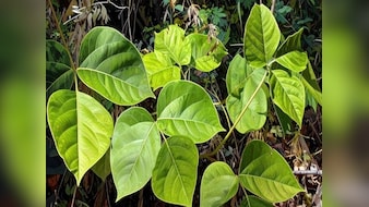 गर्मी में शरीर को अंदर से ठंडक देने का काम करती है ये जड़ी-बूटी, महिला और पुरुष दोनों के लिए है फायदेमंद
