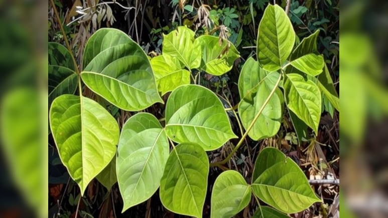 गर्मी में शरीर को अंदर से ठंडक देने का काम करती है ये जड़ी-बूटी, महिला और पुरुष दोनों के लिए है फायदेमंद