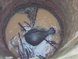 कुएं में गिर गया जंगली हाथी, देखने जुटे सैकड़ों ग्रामीण, JCB से रेस्क्यू की तैयारी -  Video