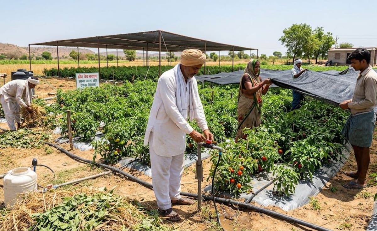 अब हीटवेव से खराब नहीं होगी फसल! किसान भाई बस कर लें ये 5 काम, खेत रहेगा एकदम हरा-भरा