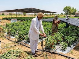 अब हीटवेव से खराब नहीं होगी फसल! किसान भाई बस कर लें ये 5 काम, खेत रहेगा एकदम हरा-भरा