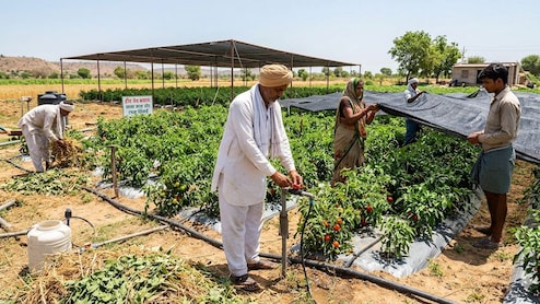 अब हीटवेव से खराब नहीं होगी फसल! किसान भाई बस कर लें ये 5 काम, खेत रहेगा एकदम हरा-भरा